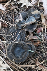 Lepista fibrosissima