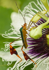 Anisoscelis foliaceus