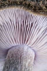 Lepista fibrosissima