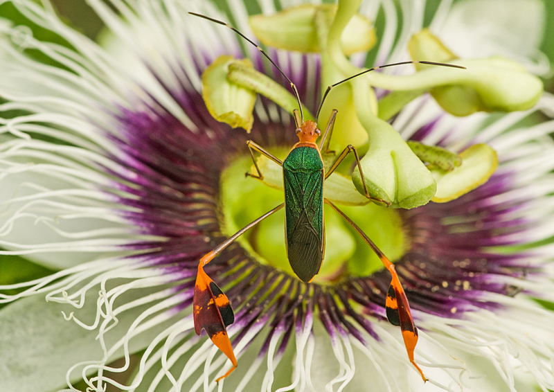 Anisoscelis foliaceus