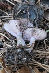 Lepista fibrosissima