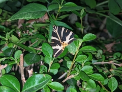 Euplagia quadripunctaria