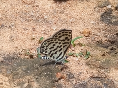 Tarucus theophrastus