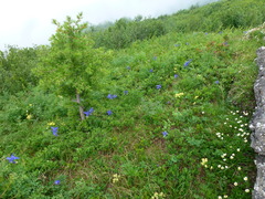 Aquilegia alpina