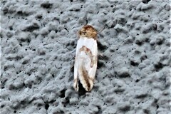 Schinia chryselloides