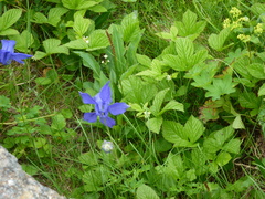 Aquilegia alpina