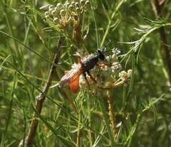 Sphex ashmeadi