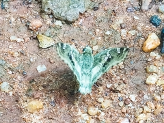 Caprona adelica