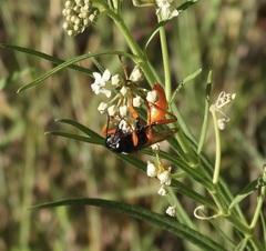 Sphex ashmeadi
