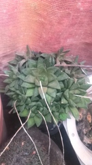 Haworthia