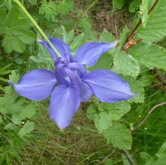 Aquilegia alpina