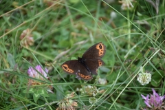 Erebia triarius