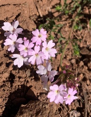 Glandularia laciniata