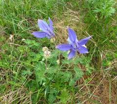Aquilegia alpina