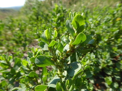 Polygonum achoreum