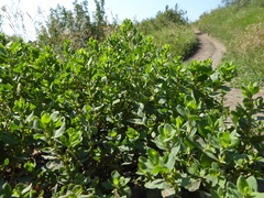 Polygonum achoreum