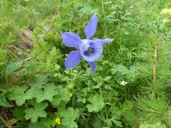 Aquilegia alpina