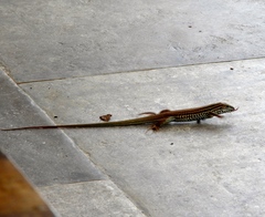 Aspidoscelis costatus