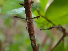 Michaelophorus indentatus