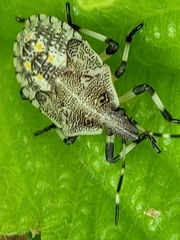 Proxys punctulatus
