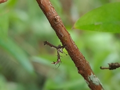 Michaelophorus indentatus
