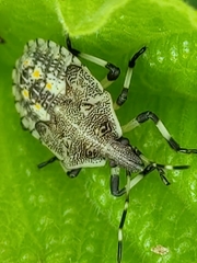 Proxys punctulatus