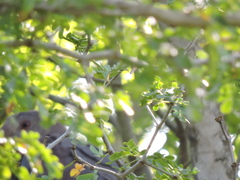 Patagioenas flavirostris