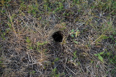 Spermophilus citellus