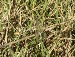 Erpetogomphus crotalinus