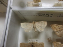 Zanclognatha obscuripennis