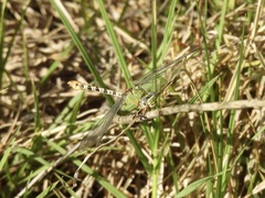 Erpetogomphus crotalinus