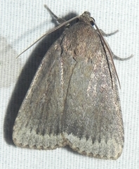 Amphipyra glabella