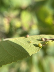Caryomyia ovalis