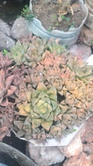 Haworthia