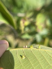 Caryomyia ovalis