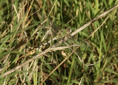 Erpetogomphus crotalinus