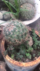 Mammillaria jaliscana jaliscana