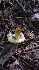 Russula flavida