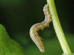Aedia funesta