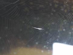 Tetragnatha keyserlingi