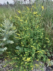 Melilotus suaveolens