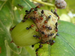 Crematogaster scutellaris