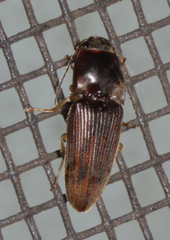 Conoderus falli
