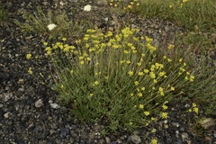 Eriogonum congdonii