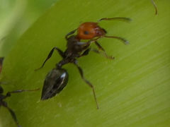Crematogaster scutellaris