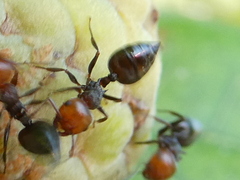 Crematogaster scutellaris