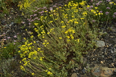 Eriogonum congdonii