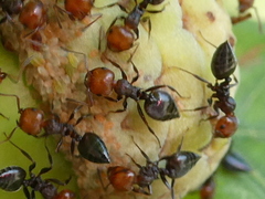 Crematogaster scutellaris