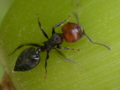Crematogaster scutellaris