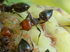 Crematogaster scutellaris